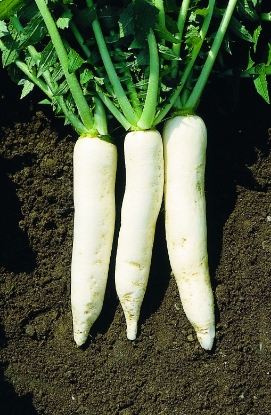 Picture of Radish Mino Summer Cross F1